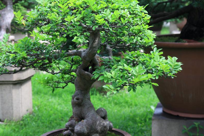 872-Suzhou,19 luglio 2014.JPG